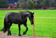 bailiffs seize horse from katie price