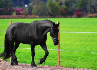 Debt ridden TV Celebrity has horse seized by Bailiffs bailiffs seize horse from katie price