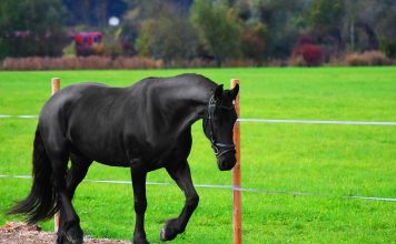 Debt ridden TV Celebrity has horse seized by Bailiffs bailiffs seize horse from katie price