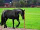 bailiffs seize horse from katie price